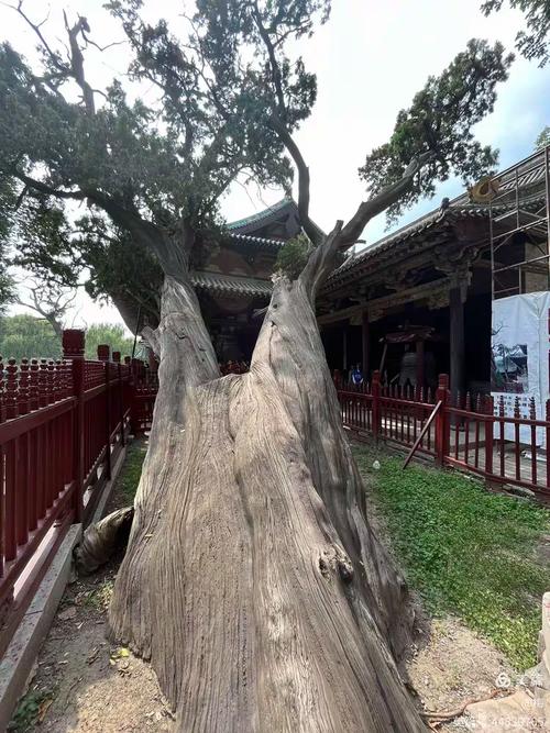 八条龙各抱一根大柱,怒目利爪,周身风从云生,一